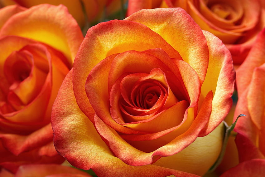 Tropical Skies Rose, Himmel, tropisch, orange, Rose, Blütenblätter, Blume, Schichten, gelb, Natur HD-Hintergrundbild