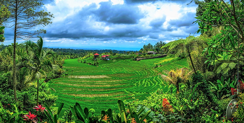 Пейзажно дърво с оризова тераса - Бали. t, оризови тераси HD тапет