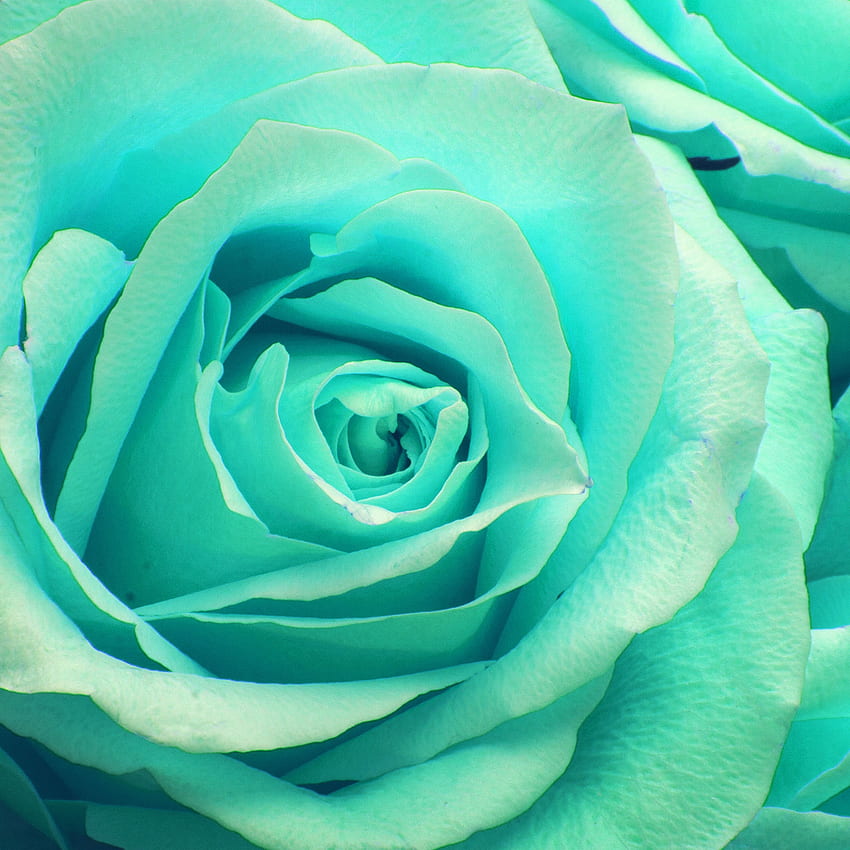 Flower Greeb Rose Zoom Love , Teal Rose HD phone wallpaper