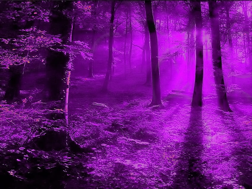 Lila Nebelwald, Nebel, Lila, Bäume, monochromatisch, Natur, Farbton, Wald HD-Hintergrundbild