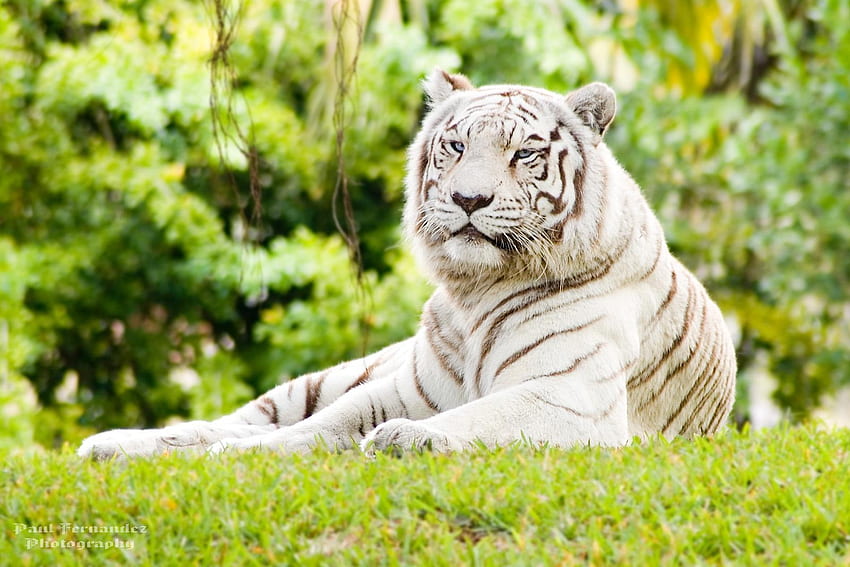 Animals, Nature, Tigers HD wallpaper