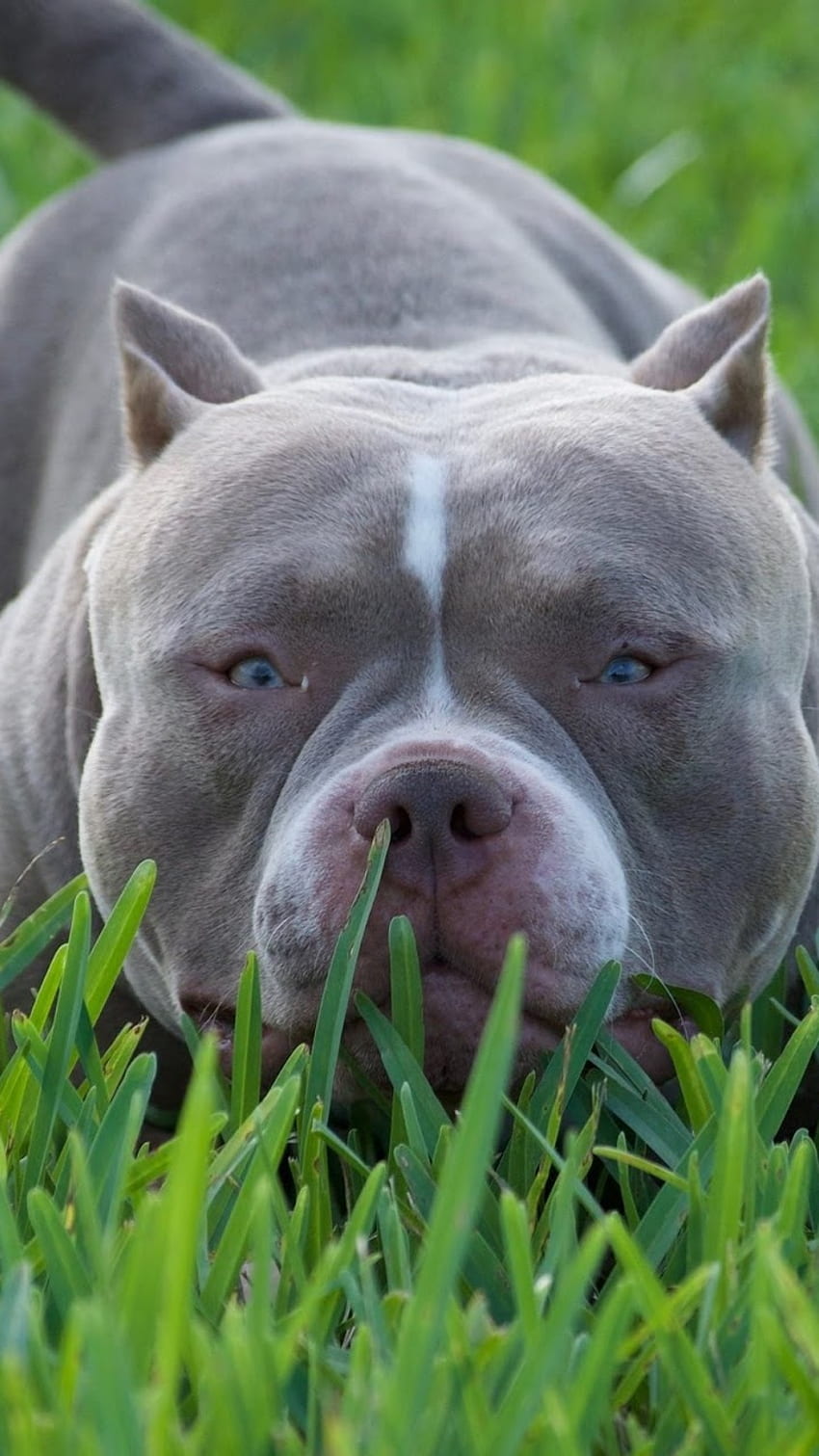 American Bully, Pitbull Terrier, raças de cães Papel de parede de celular HD