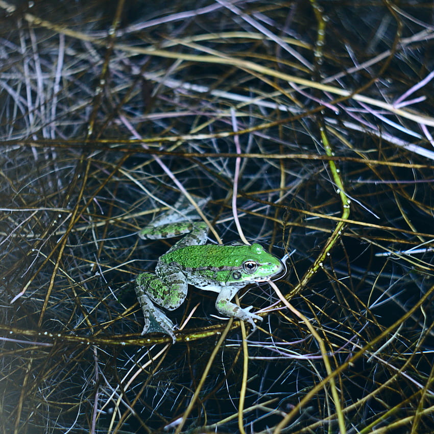 Animals, Water, Grass, Frog HD phone wallpaper
