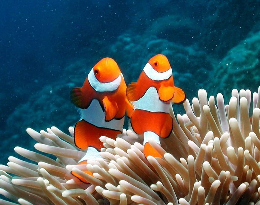 Clown Fish and Anemone, sea, animal, tropical, salt, life, underwater, fish, warm, water, reefs, ocean HD wallpaper