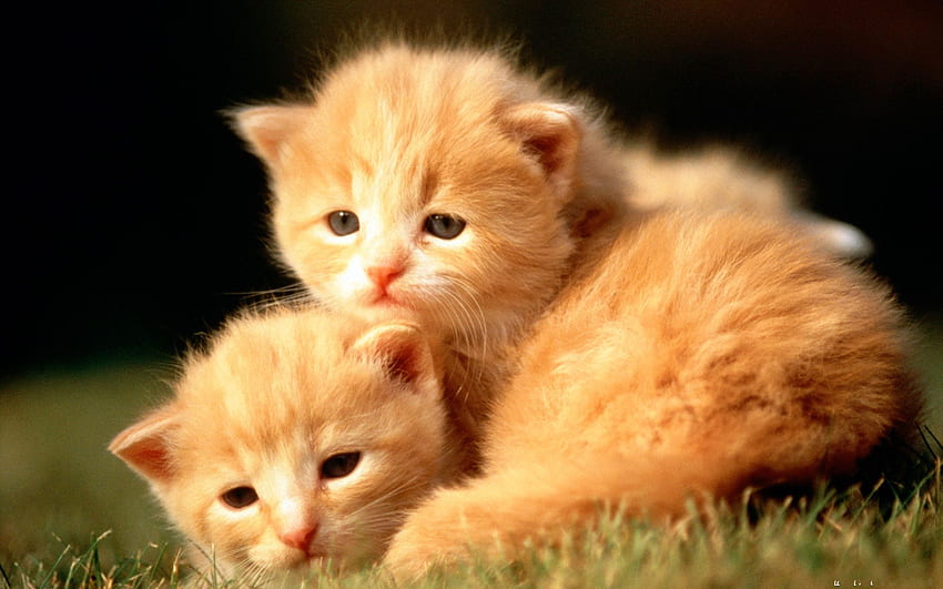 baby animal , cat, mammal, vertebrate, small to medium sized cats, felidae HD wallpaper