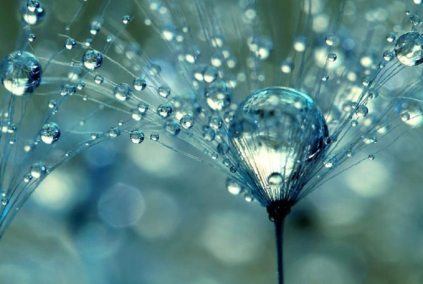 Sparkles, Bubbles, Water, Flower HD wallpaper