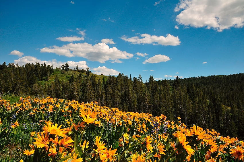Idilic Summer Hillside, summer, wild flowers, yellow, idilic, beautiful, hill HD wallpaper