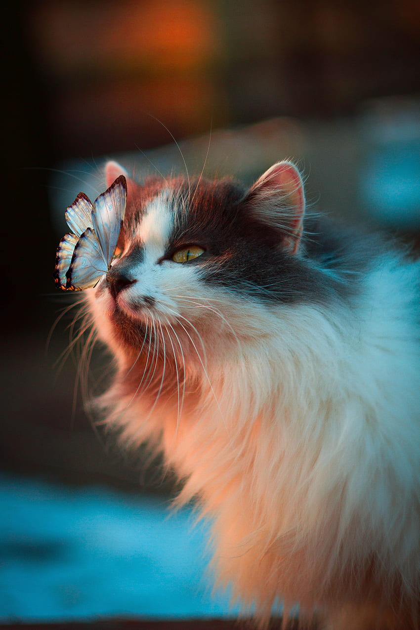 Tiere, Katze, Flauschig, Schmetterling, Zärtlichkeit HD-Handy-Hintergrundbild