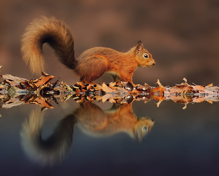 Animals, Squirrel, Reflection, Animal HD wallpaper
