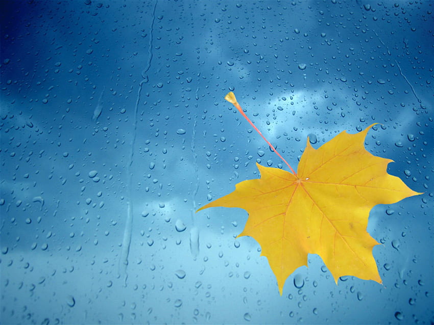 blatt, blau, regen, gelb, herbst HD-Hintergrundbild