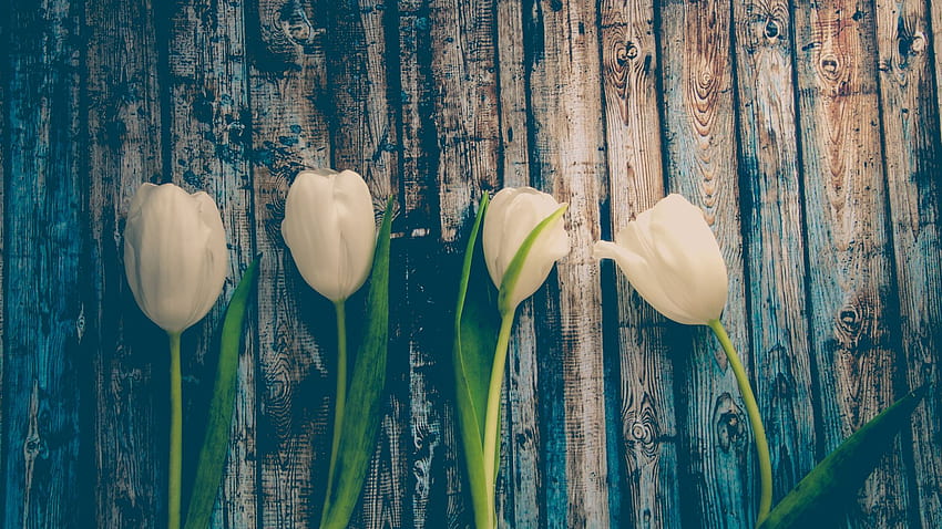 White Tulips, Wooden Board, , , Background, Ae98c4, White Tulips HD wallpaper