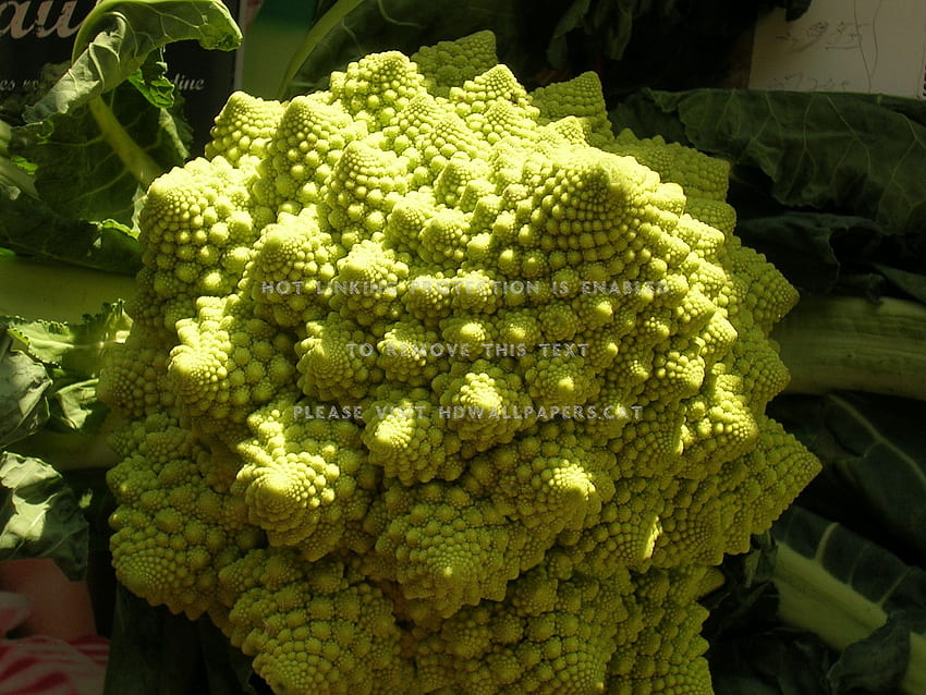 broccoli cauliflower fractal nature HD wallpaper