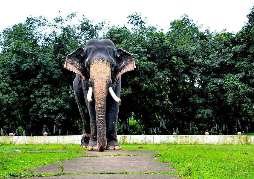 Pambadi Rajan, elefante de Kerala papel de parede HD
