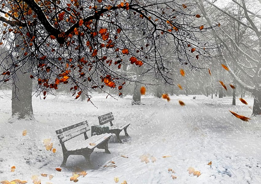 Merge Of Fall And Winter, Winter, Trees, Fall, Benches, Merge HD wallpaper
