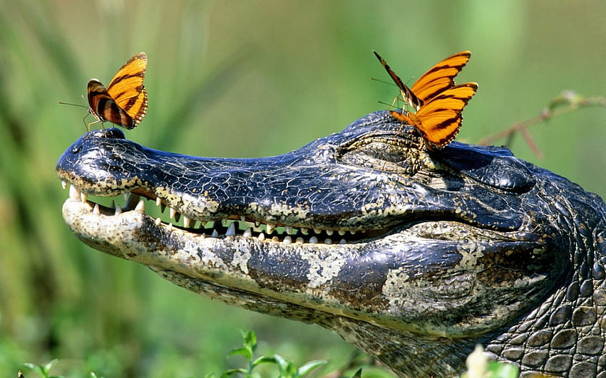 Śmieszne zwierzęta krokodyla [] na telefon komórkowy i tablet. Poznaj aligatora. Krokodyl, skóra aligatora, tło aligatora, słodki aligator Tapeta HD