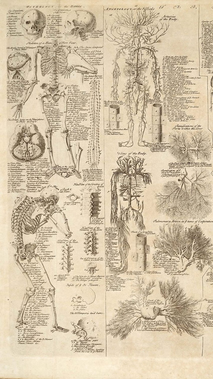Anatomy . Human anatomy art, Anatomy art, Sketch book, Vintage Anatomy HD phone wallpaper