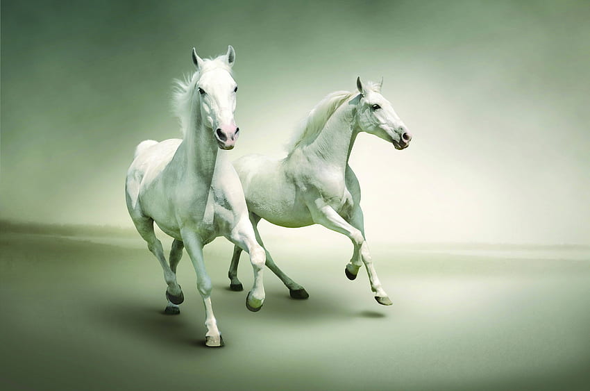 Horses, Animals, Couple, Pair, Run, Running HD wallpaper