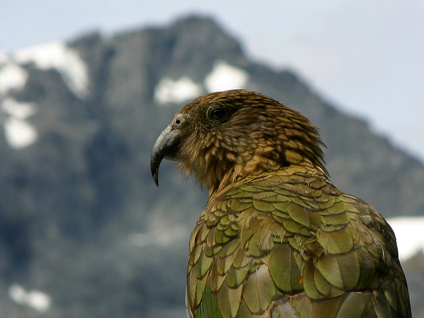 Parrot, Kea HD wallpaper