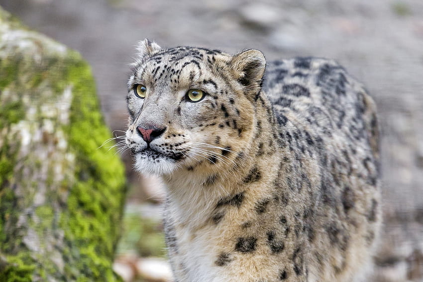 Animaux, léopard des neiges, léopard, museau, prédateur, chat sauvage, chat sauvage, irbis Fond d'écran HD