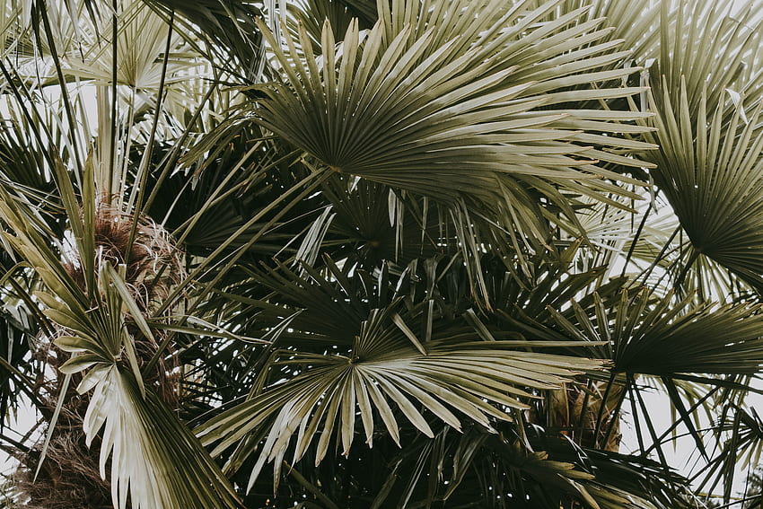 Nature, Leaves, Palms, Bush, Plant HD wallpaper