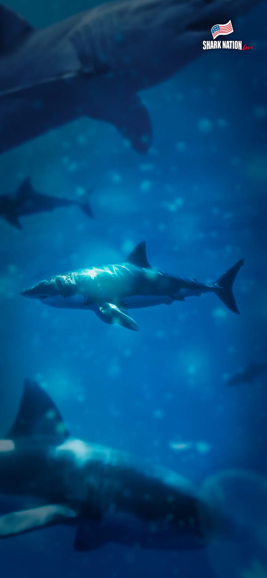 Shark iPhone, Ocean Shark HD phone wallpaper | Pxfuel