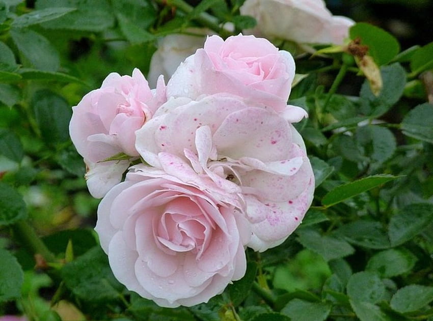 Bündel Rosen, Rosa, Blätter, Rosen, Grün, Natur, Blumen, Bündel HD-Hintergrundbild