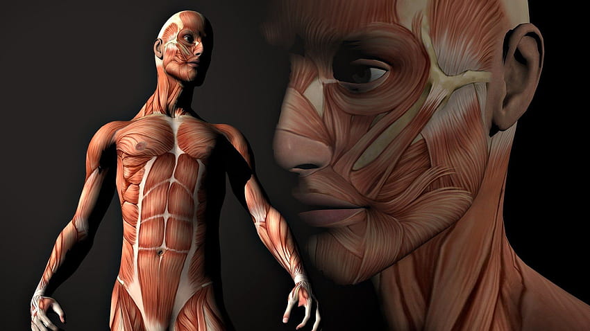 Anatomie . Hintergrund . . - Abgrund, Anatomie Muskel HD-Hintergrundbild