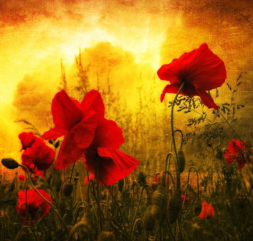 Poppies in the sunset, poppies, field, red, garden, flowers, spring, gold, sunset HD wallpaper