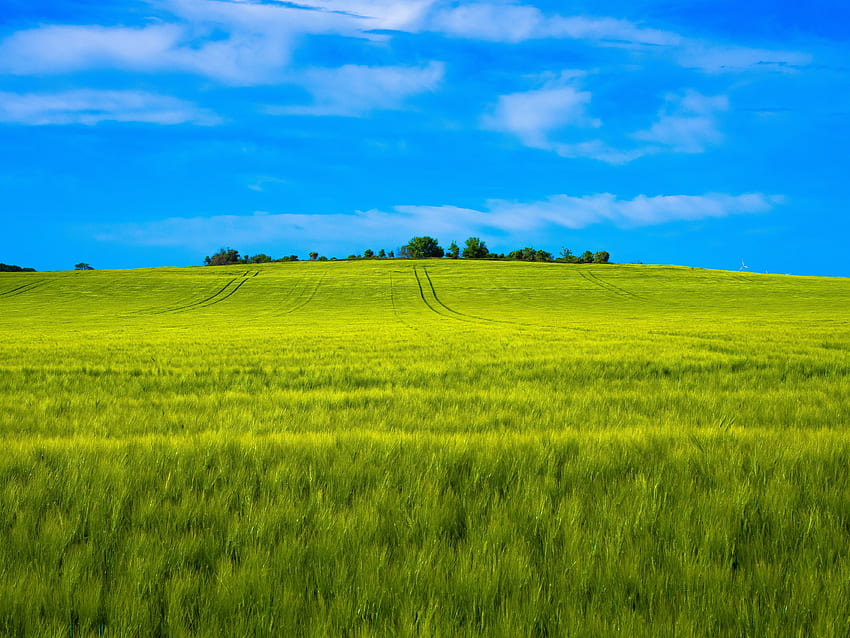 Landscape, wheat farm, green HD wallpaper