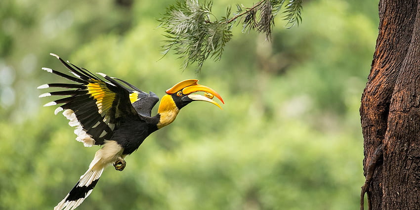 Great Hornbill ยิ่งใหญ่ นกป่า นกเงือก วอลล์เปเปอร์ HD