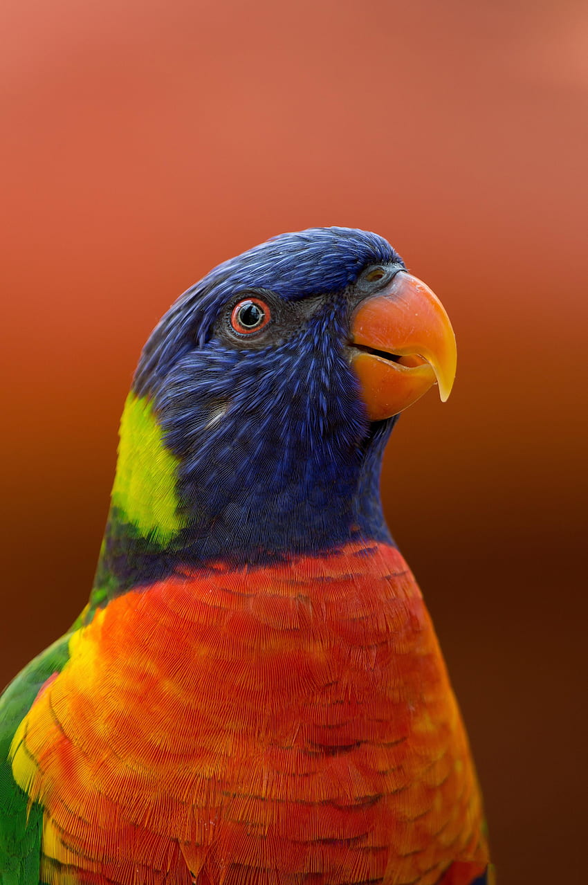 Zwierzęta, papugi, ptak, dziób, przyroda, egzotyka Tapeta na telefon HD