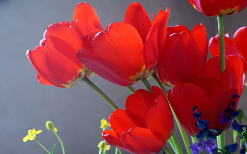 Flowers, Tulips, Close-Up, Disbanded, Loose HD wallpaper