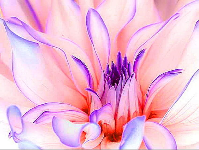Di dalam mekar, ungu, merah muda, kelopak, bunga, mekar, makro Wallpaper HD