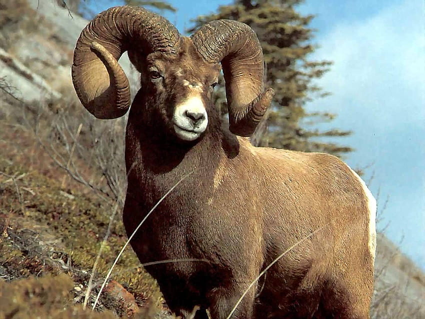 The symbol for Aries is the Ram. Animals wild, Big horn sheep, Animals, Rocky Mountain Bighorn Sheep HD wallpaper