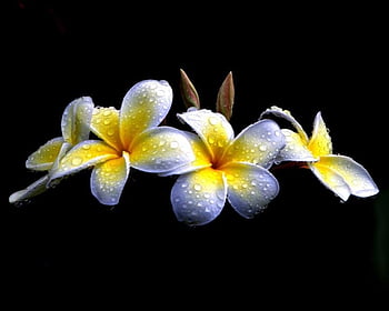 Drops Flowers Plumeria Stones, Frangipani HD wallpaper | Pxfuel