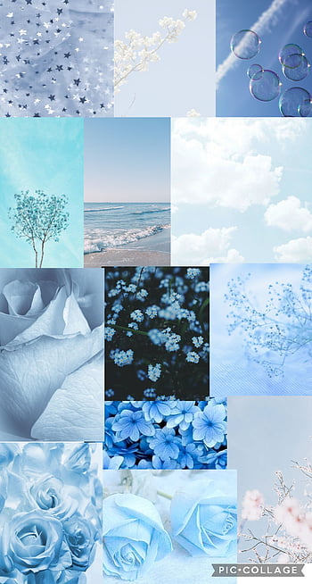 Blue Flowers Pictures HQ  Download Free Images on Unsplash