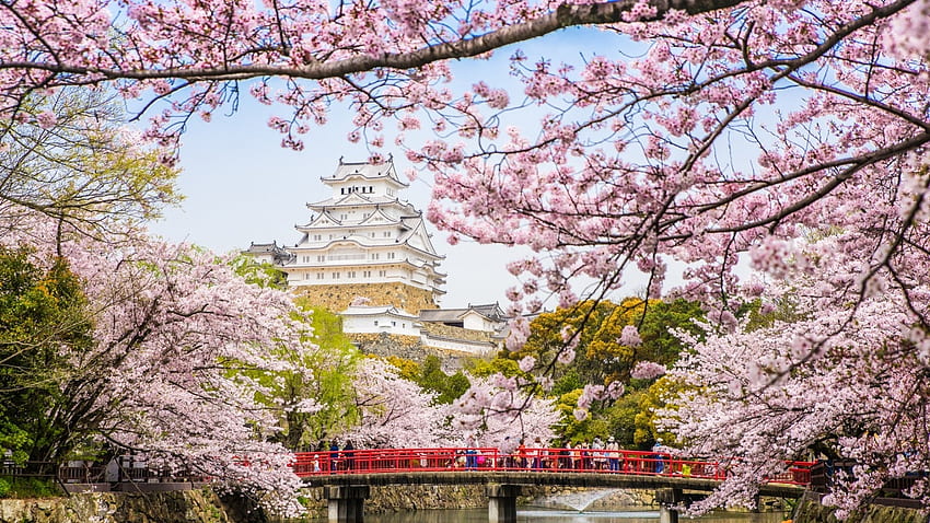 Sakura Dream, jepang, jepang, musim semi, merah muda, pemandangan, sakura, jembatan, bunga sakura, alam, kastil Wallpaper HD