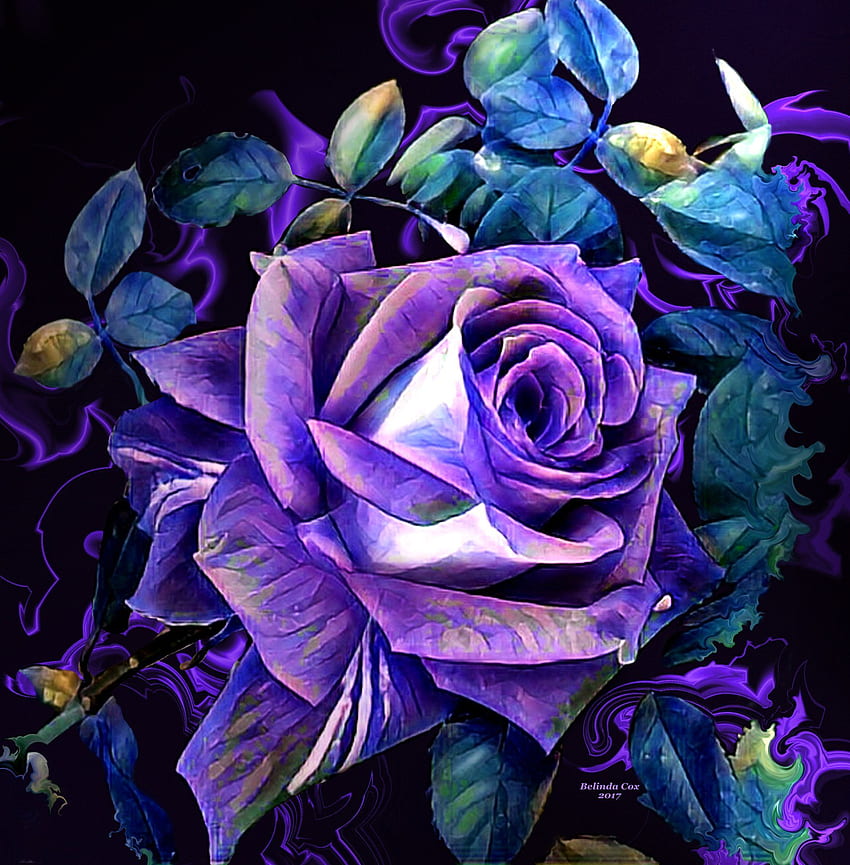 Cavalier Kartpostalları Twitter'da. Güzel çiçekler , Mor güller , Peri , Purple Rose Art HD telefon duvar kağıdı