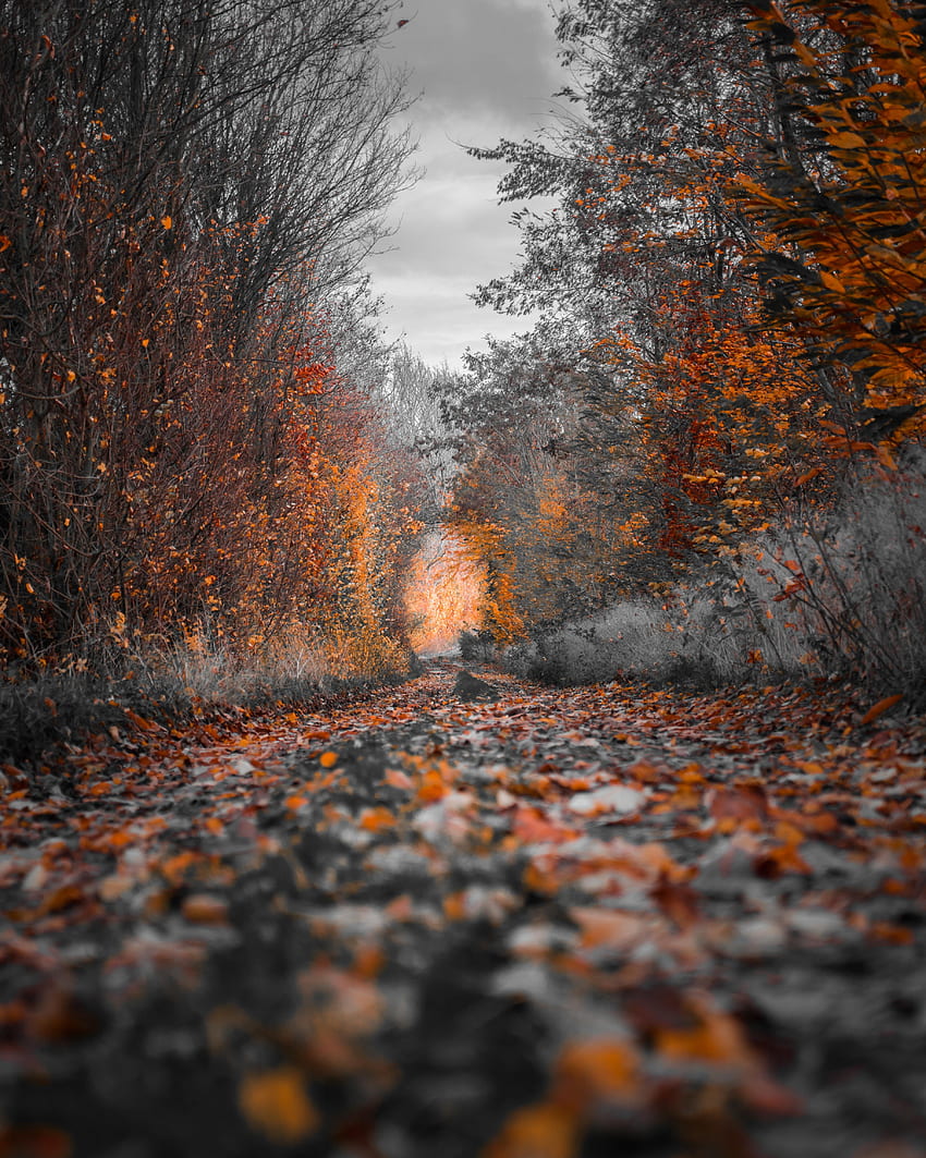 Natura, alberi, autunno, fogliame, colori autunnali, pitture autunnali Sfondo del telefono HD
