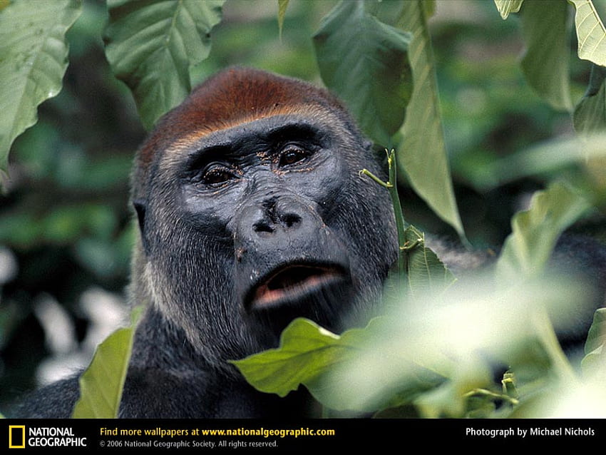 Observation des gorilles des plaines occidentales, gorilles, primates, animaux Fond d'écran HD