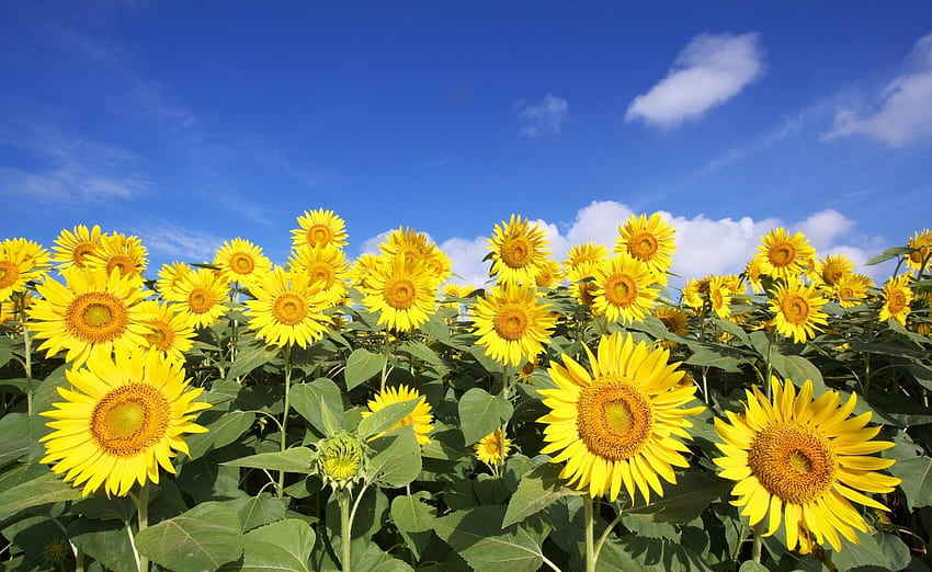 Blumen, Sonnenblumen, Himmel, Wolken, Feld, Sonnig HD-Hintergrundbild