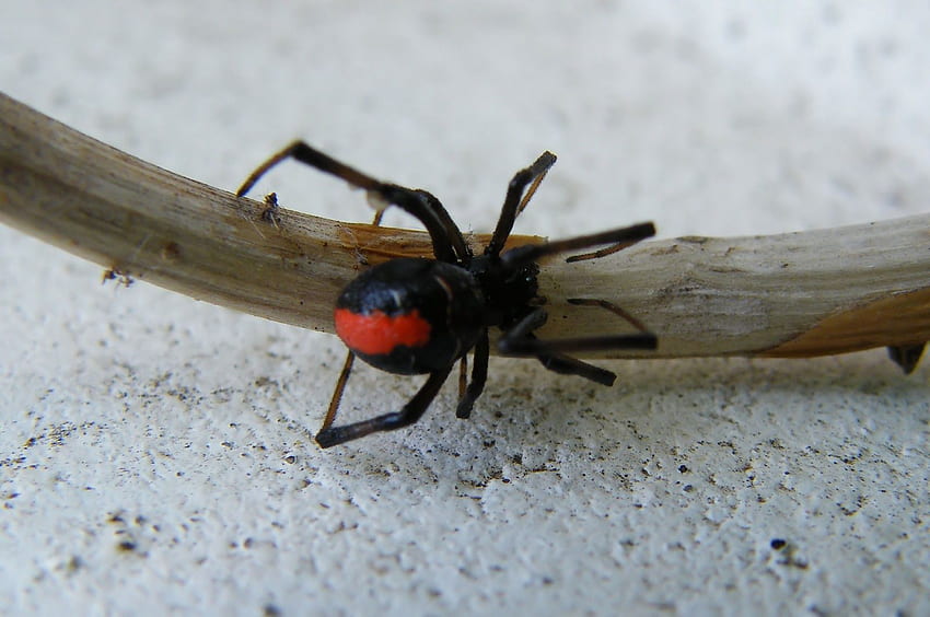 Top animals : Redback Spider Information And Latest 2013, Black Widow Spider HD wallpaper