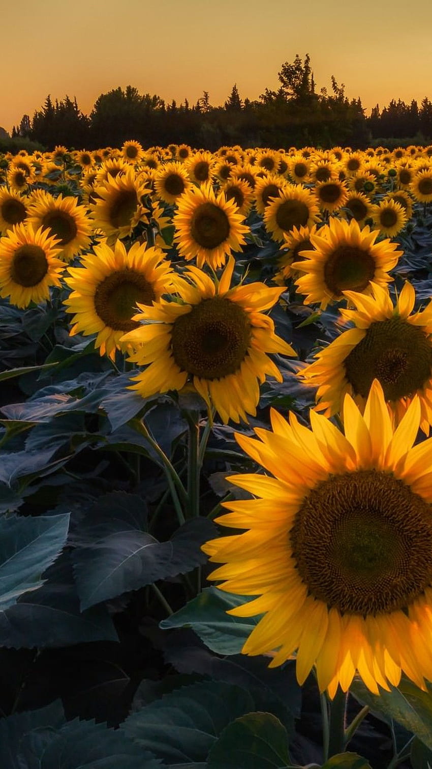 Sunflowers iPhone 6 Plus Resolution - Pub HD phone wallpaper