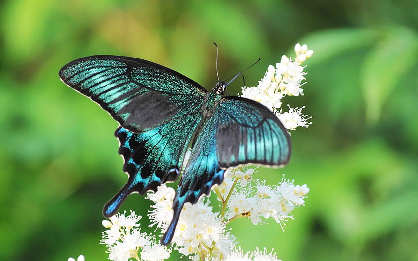 Blumen, Muster, Makro, Schmetterling, Flügel HD-Hintergrundbild