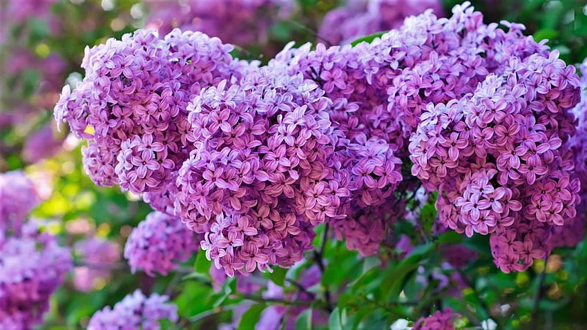 Lilac-Bush, Bush, Lilac, Nature, flower HD wallpaper