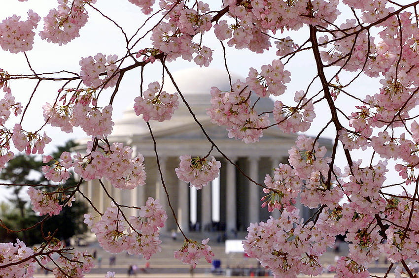 フェスティバルの関係者は、DC の桜を見るのに最適な日を予測します 高画質の壁紙