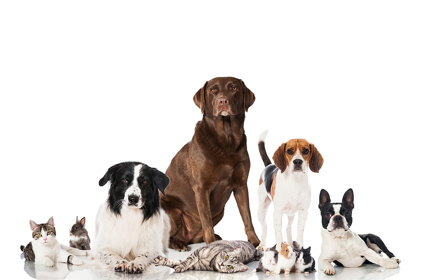 Animais de estimação, cachorro, gatinho, animal, branco, preto, gato, pisica, border collie, animal de estimação, caine papel de parede HD