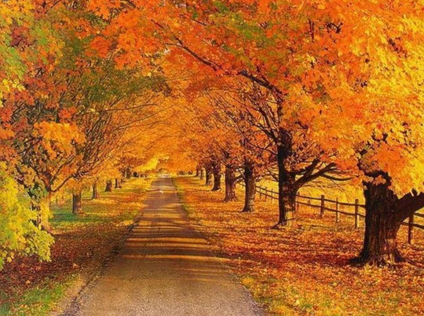 秋の公園、小道、木々、秋、自然、公園 高画質の壁紙