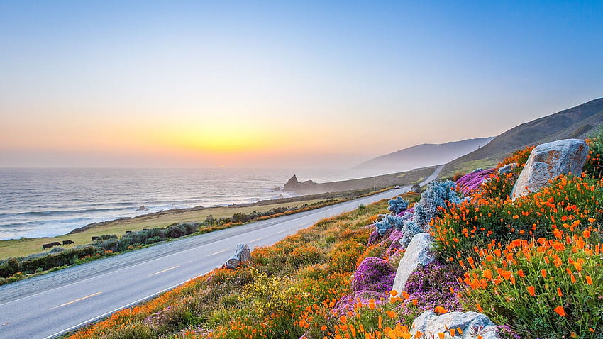 Pacific coast highway in spring wild flowers in Big Sur California USA . Wild flowers, Big sur california, Pacific coast highway, Texas Coast HD wallpaper