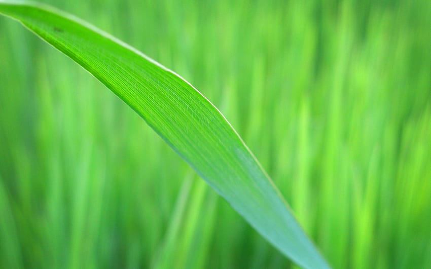 Grass blade macro . HD wallpaper